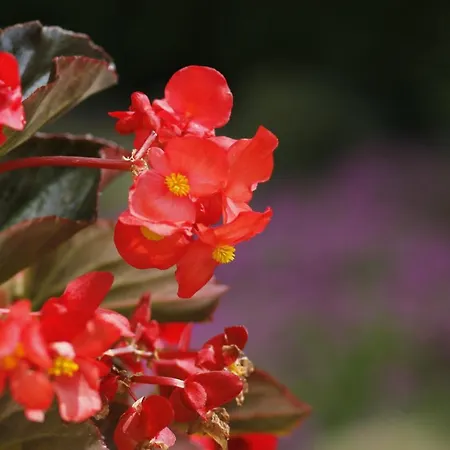 Beautiful With Garden Apartment *