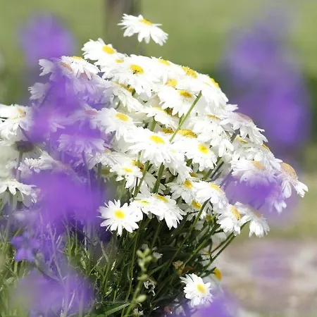 Beautiful With Garden Lägenhet *