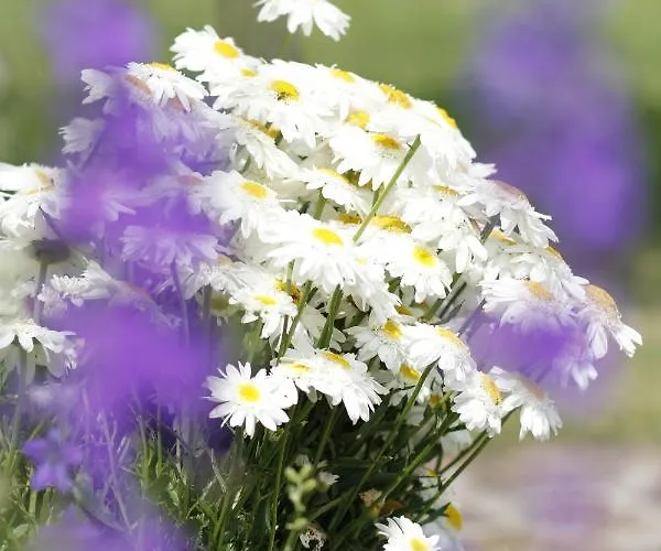 Beautiful With Garden Daire *